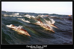 Sardine Run 2009 - Dolphins busy herding a bait ball brea... by Allen Walker 